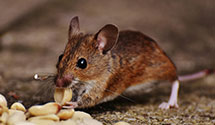 24 Hour & Emergency Exterminators in Yancopin, AR